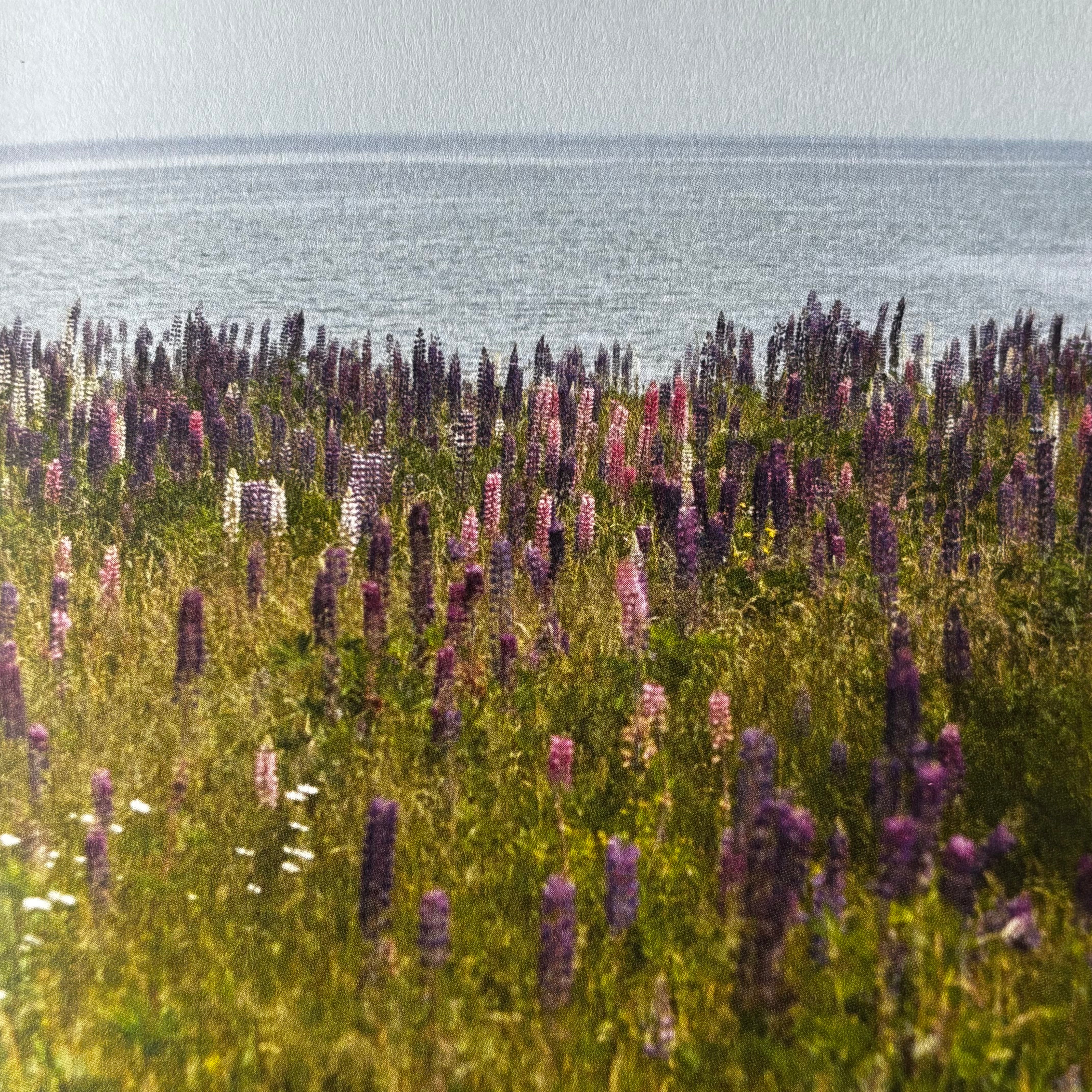 Wild Beauty: Wisdom & Recipes For Natural Self - Care