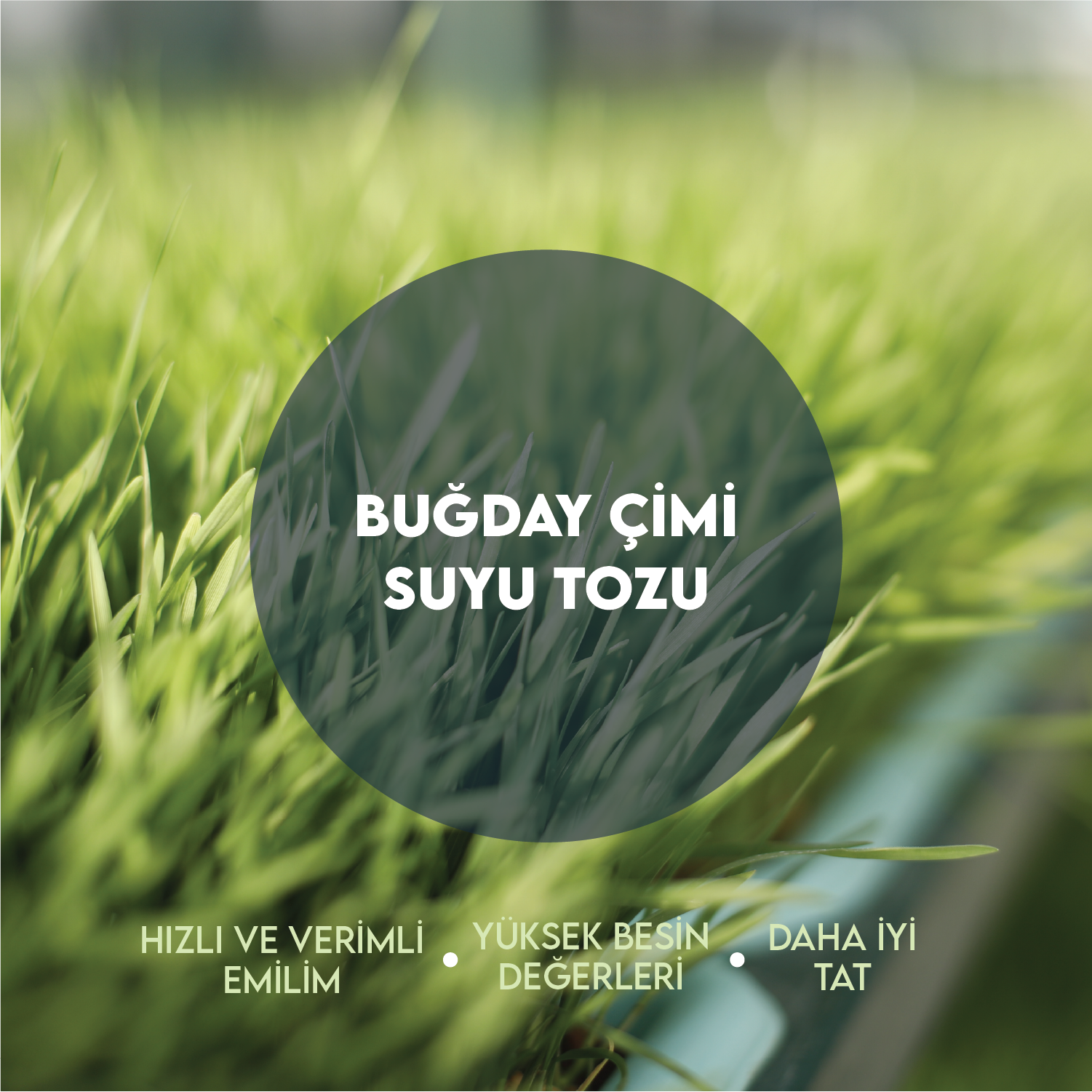 7 Günlük Buğday Çimi Suyu Tozu