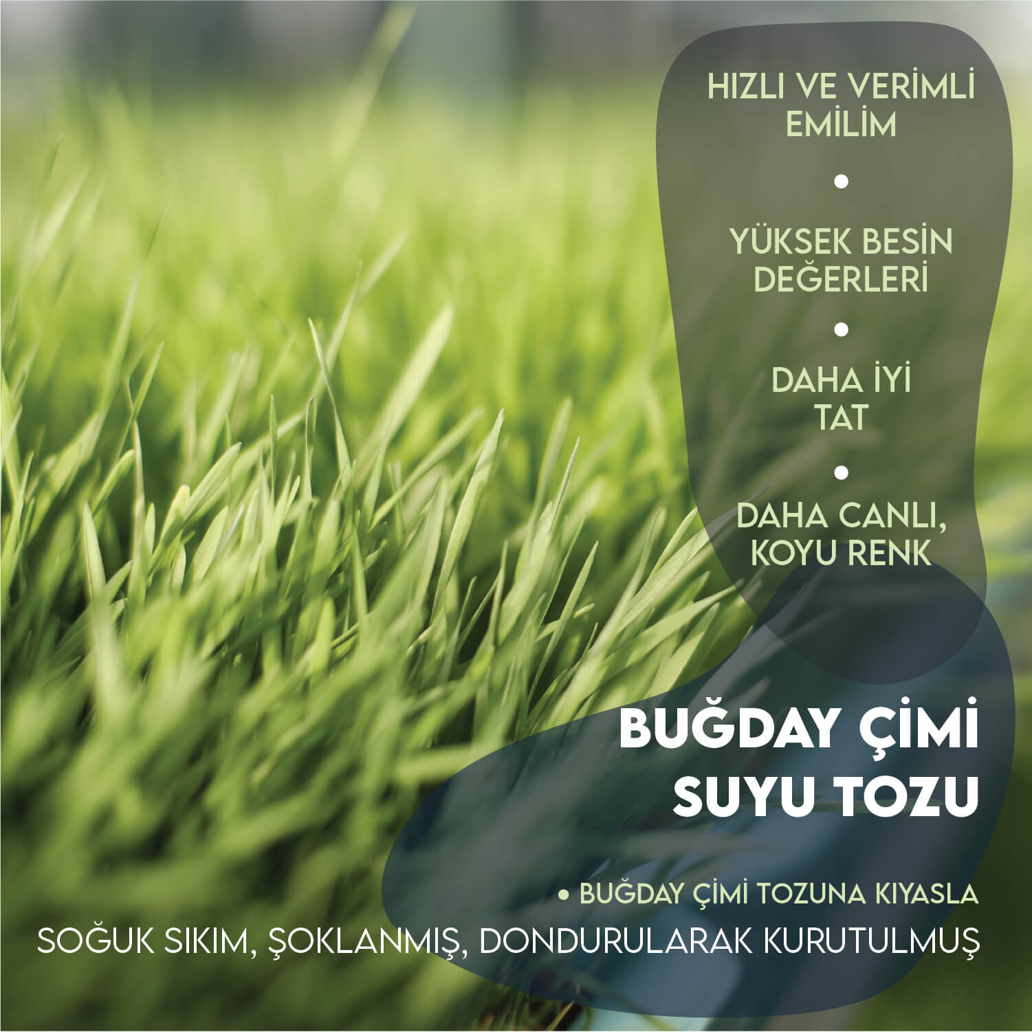 Buğday Çimi Suyu Tozu