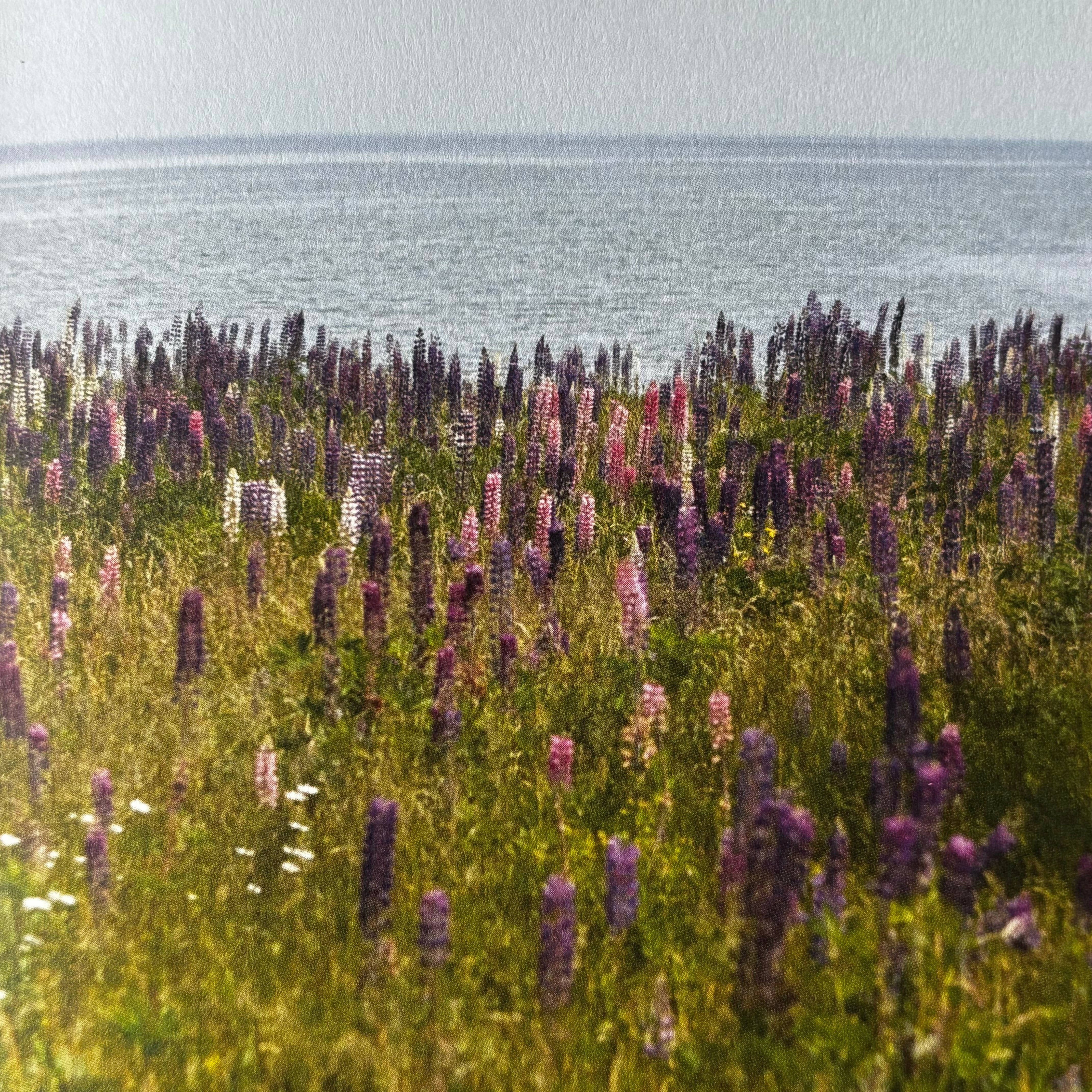 Wild Beauty: Wisdom & Recipes For Natural Self - Care